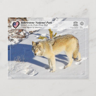 Yellowstone nationalpark - Grått Varg Vykort