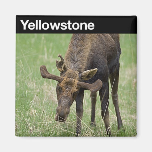 Yellowstone nationalpark magnet (Framsidan)