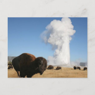 Yellowstone nationalpark vykort