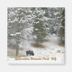 Yellowstone nationalpark, WY Magnet