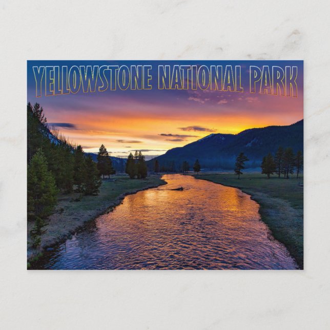 Yellowstone nationalpark Wyoming vid Sunset Stream Vykort (Framsida)