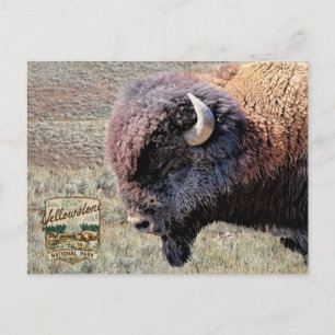 Yellowstone nationalparks bison vykort