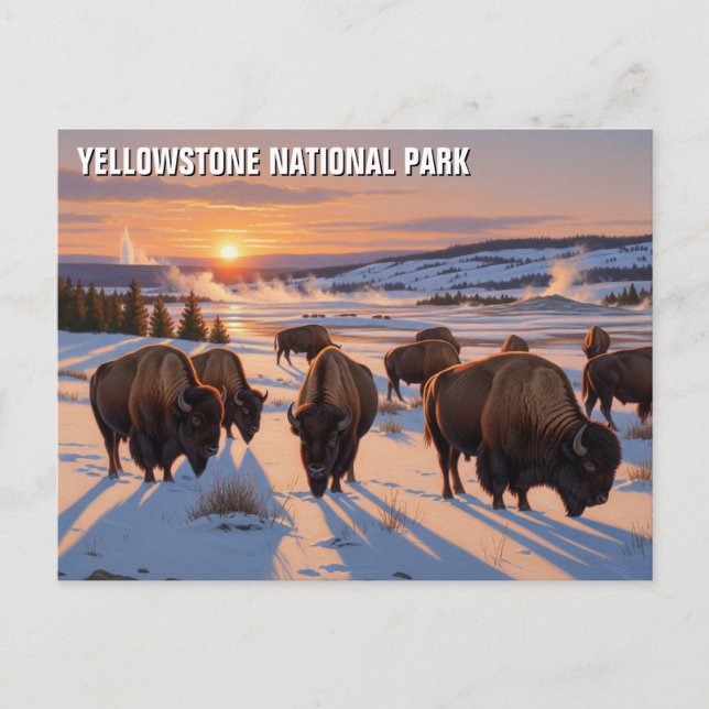 Yellowstone nationalparksbison vykort (Framsida)