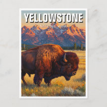 Yellowstone nationalparksbison
