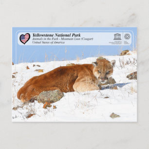 Yellowstone NP - Mountain Lejon (Cougar) Vykort