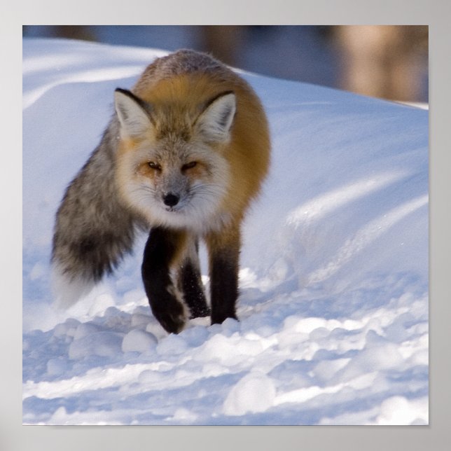 Yellowstone Red Fox Poster (Framsidan)
