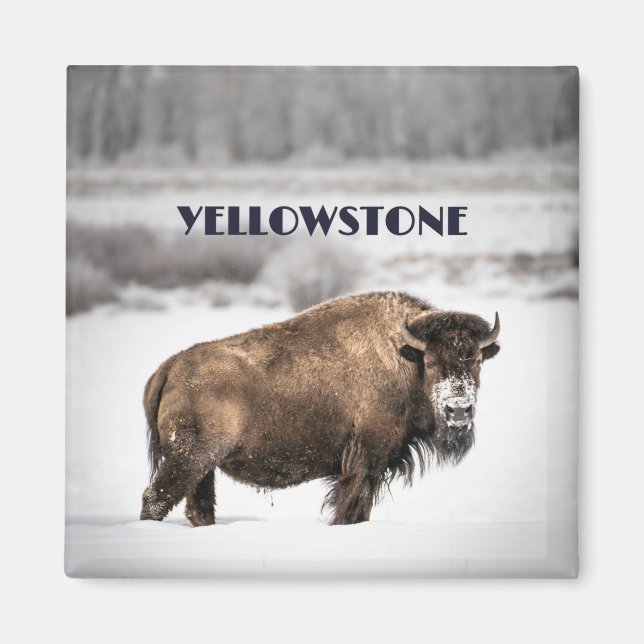 Yellowstone Snowy Buffalo Magnet (Framsidan)