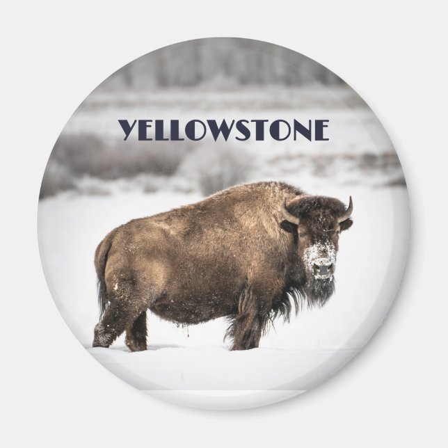 Yellowstone Snowy Buffalo Souvenir Magnet (Framsidan)