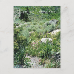 Yellowstone-sommaren Vykort