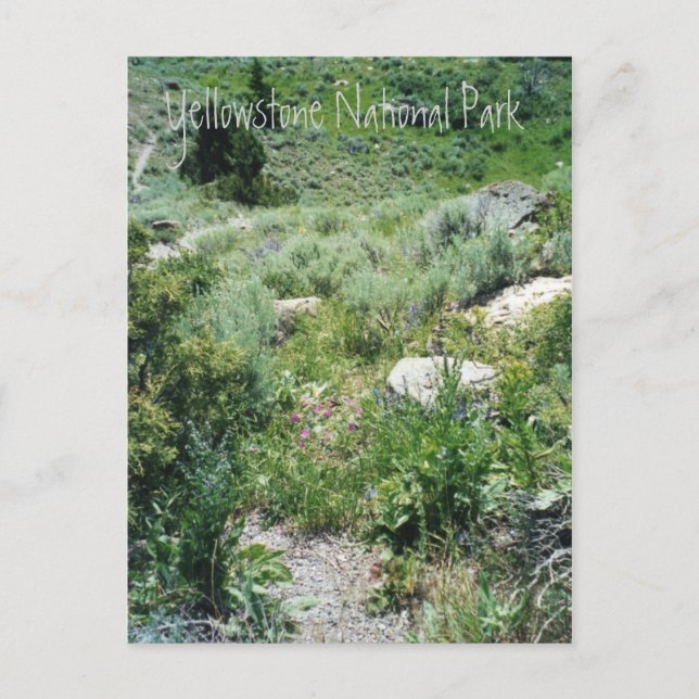 Yellowstone-sommaren Vykort (Framsida)