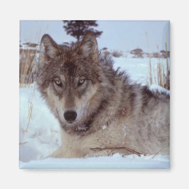 Yellowstone-Varg Magnet (Framsidan)
