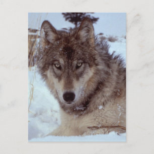 Yellowstone-Varg Vykort