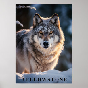 Yellowstone-Vargen Poster konst