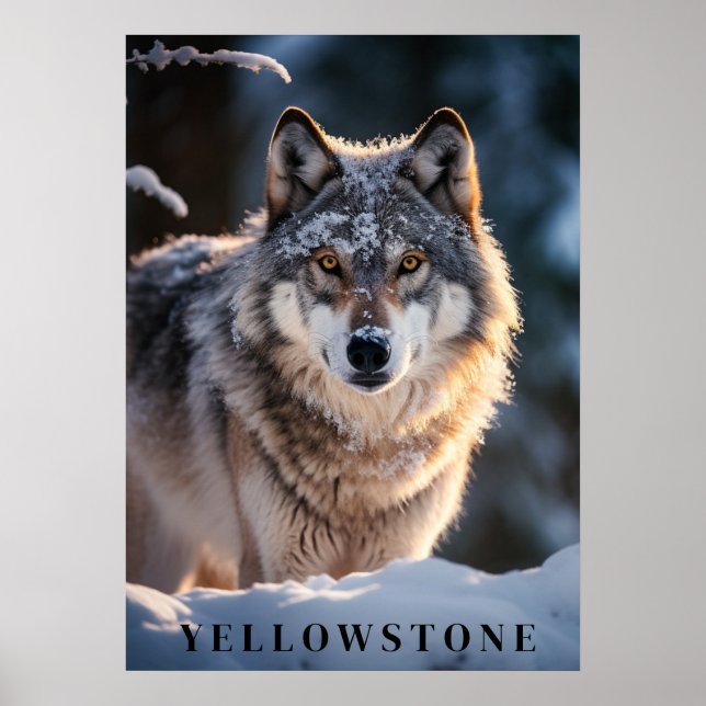 Yellowstone-Vargen Poster konst (Framsidan)