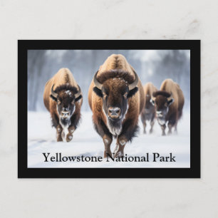 Yellowstone vykort