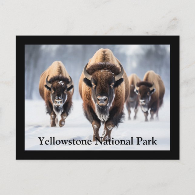 Yellowstone vykort (Framsida)