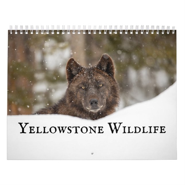 Yellowstone Wildlife Kalender (Omslag)