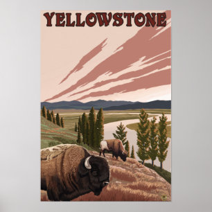 YellowstoneBison plats Poster