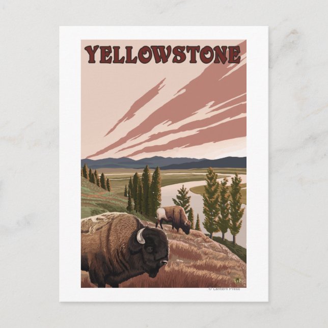 YellowstoneBison Scene Vykort (Framsida)