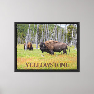 Yellowstones Amerikanska Bison Canvastryck