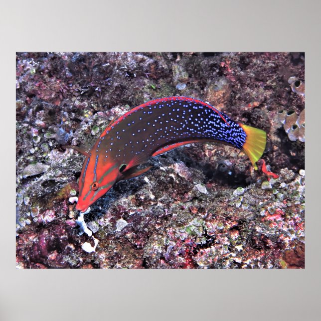 Yellowtail Coris Wrasse Poster (Framsidan)