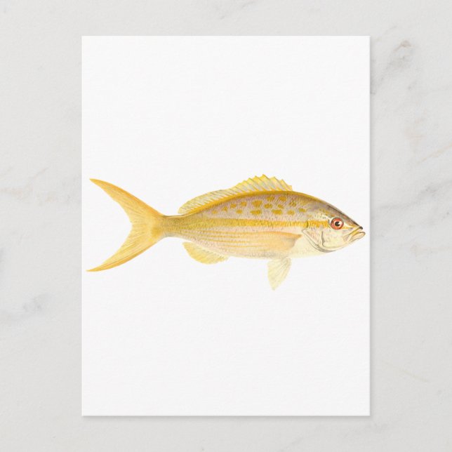 Yellowtail Snapper-Logotyp Vykort (Framsida)