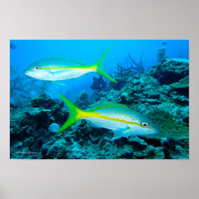 Yellowtail Snappers Poster (Framsidan)