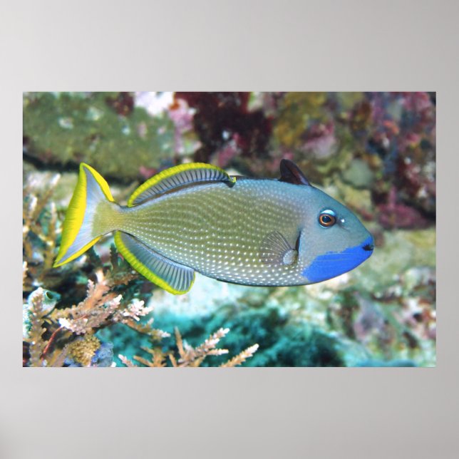 Yellowtail Triggerfish Poster (Framsidan)