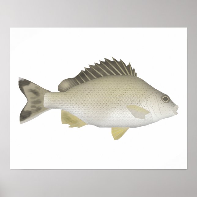 Yellowtail Trumpeter Poster (Framsidan)