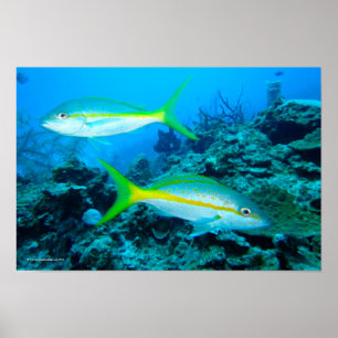 YellowtailSnappers Poster