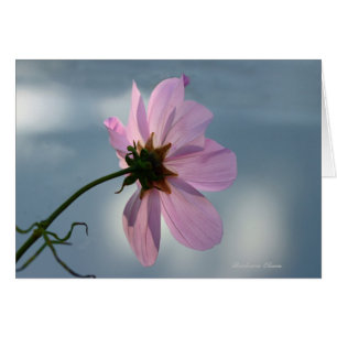 Yielding to Nature: Cosmos Hälsningskort