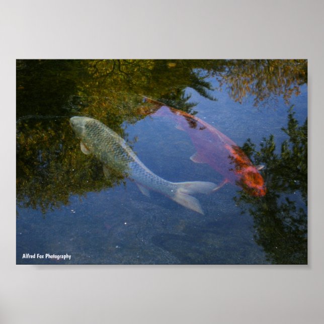 Yin och Yang i Silver och Amber Poster (Framsidan)