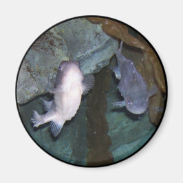 Yin Yang Fisk Foto Magnet