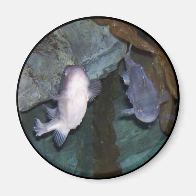 Yin Yang Fisk Foto Magnet (Framsidan)