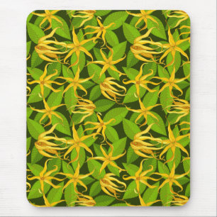 Ylang Ylang Exotic Scented Flowers Musmatta