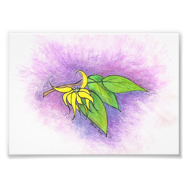 Ylang Ylang Illustration Photo Print Fototryck (Framsidan)