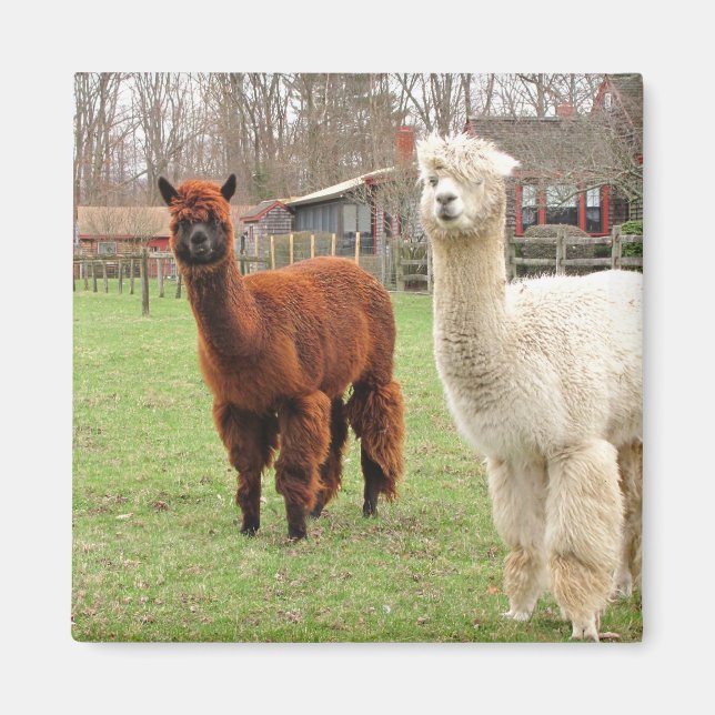 Ylle Alpacas ~ magnet (Framsidan)