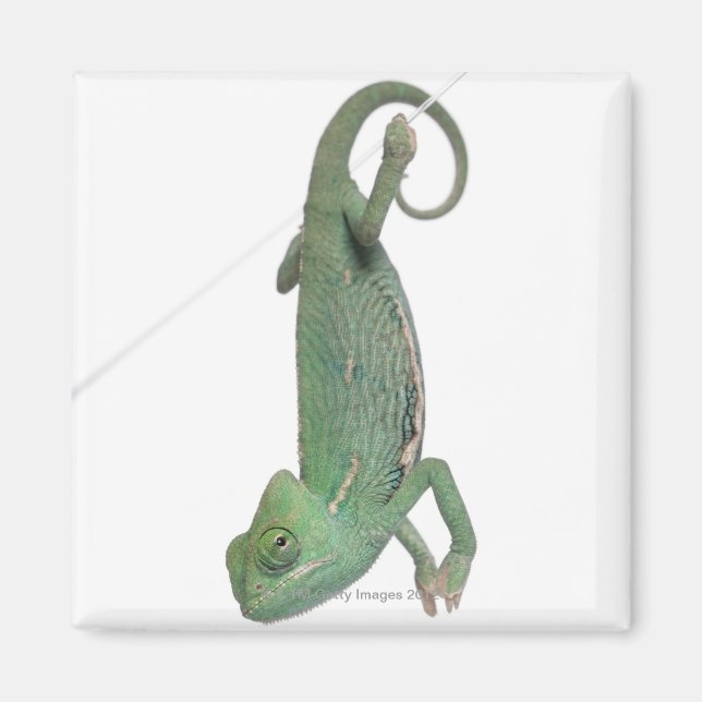 Ynglad kameleon, Chamaeleo calyptratus Magnet (Framsidan)