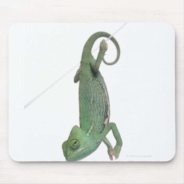 Ynglad kameleon, Chamaeleo calyptratus Musmatta (Framsidan)