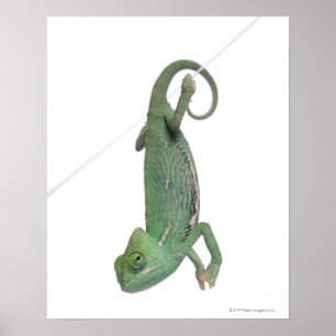 Ynglad kameleon, Chamaeleo calyptratus Poster