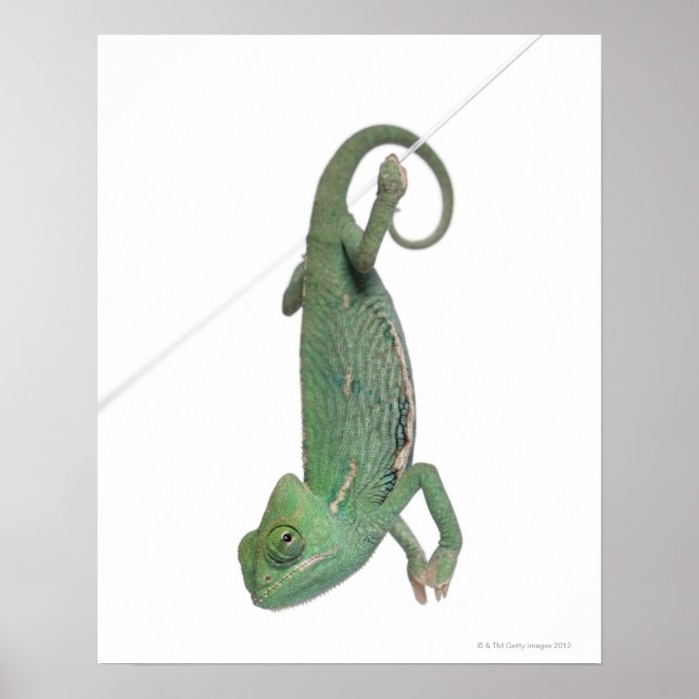 Ynglad kameleon, Chamaeleo calyptratus Poster (Framsidan)