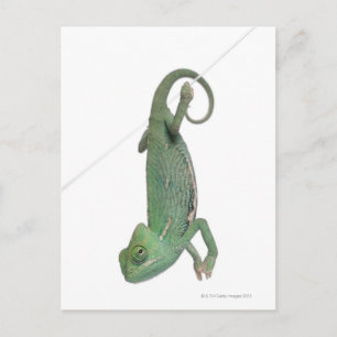 Ynglad kameleon, Chamaeleo calyptratus Vykort