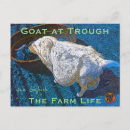YNOTME VAN GOGHISH GOAT AT TROUGH2 VYKORT