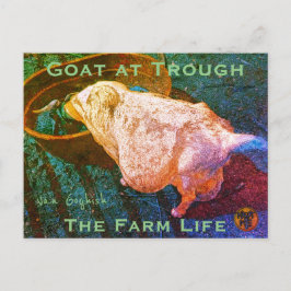 YNOTME VAN GOGHISH GOAT AT TROUGH2a Vykort