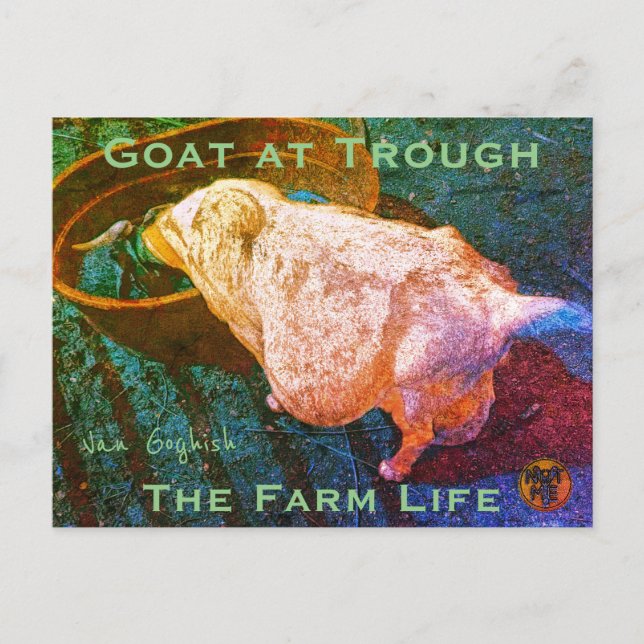 YNOTME VAN GOGHISH GOAT AT TROUGH2a Vykort (Framsida)