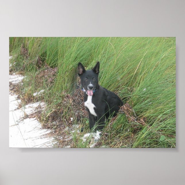 Yoda Poster (Framsidan)