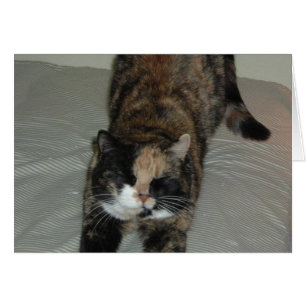 Yoga Calico Cat Hälsningskort