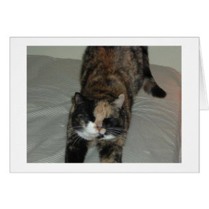 Yoga Calico Cat Hälsningskort