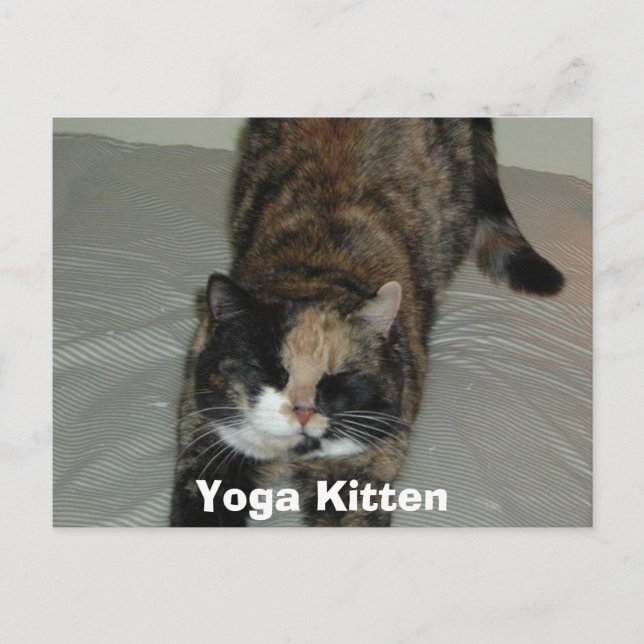 Yoga Calico Cat Vykort (Framsida)