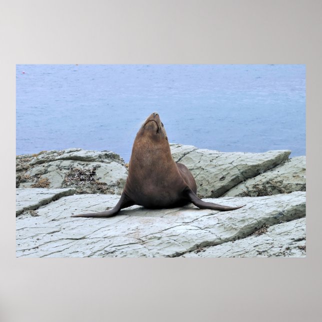 Yoga Päls Seal Poster (Framsidan)